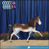 Horse Color:White Spotted Liver Chestnut 