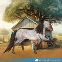 Horse Color:Liver Red Roan 