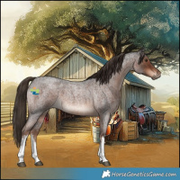 Horse Color:White Spotted Liver Red Roan 