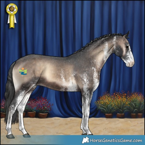 Horse Color:White Spotted Brown Onyx Appaloosa 