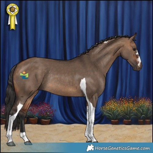 Horse Color:Bay Dun Tobiano Rabicano 