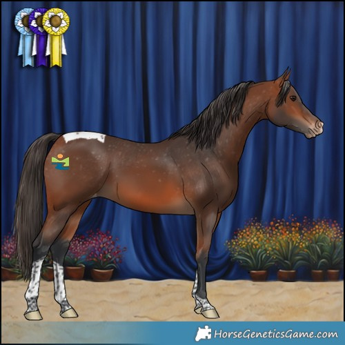 Horse Color:Bay Tobiano Appaloosa 