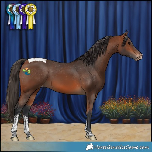 Horse Color:Bay Tobiano Appaloosa 