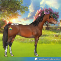 Horse Color:Bay Tobiano Appaloosa 