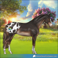 Horse Color:Liver Chestnut Appaloosa 