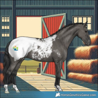 Horse Color:Grullo Appaloosa Brindle 
