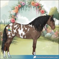Horse Color:Liver Red Dun Appaloosa Brindle