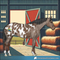 Horse Color:Liver Red Dun Appaloosa Brindle 