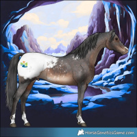 Horse Color:Brown Appaloosa 
