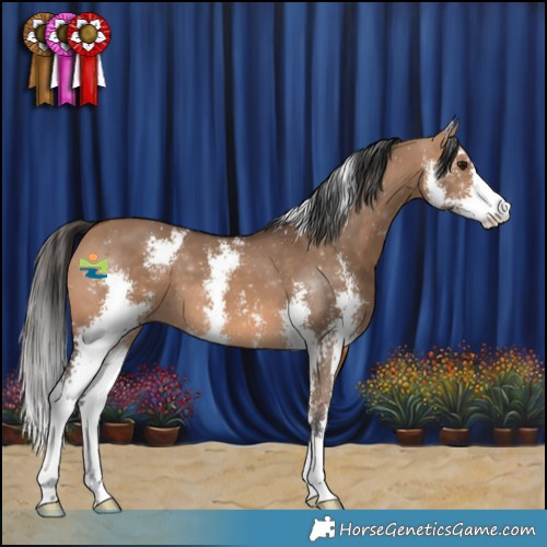 Horse Color:Bay Dun Sabino 