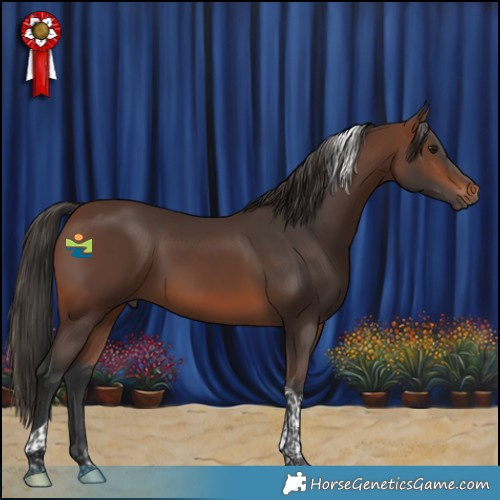 Horse Color:Brown Tobiano 