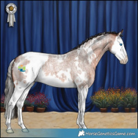 Horse Color:White Spotted Bay Roan Splash 
