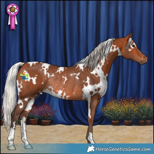 Horse Color:White Spotted Silver Bay Rabicano 