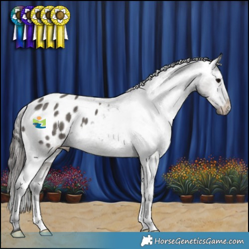 Horse Color:Grullo Appaloosa 