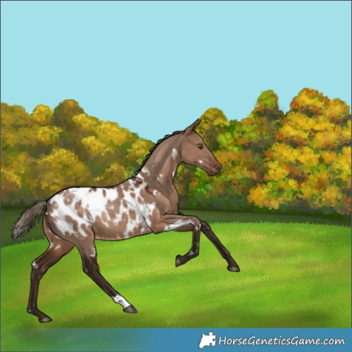 Horse Color:White Spotted Liver Red Dun Appaloosa Rabicano 