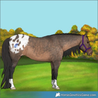 Horse Color:Brown Dun Appaloosa 