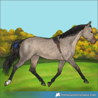 Horse Color:Brown Dun Varnish 