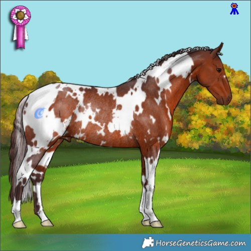 Horse Color:White Spotted Chocolate Brown Rabicano 