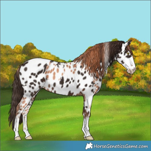 Horse Color:Gold Champagne Appaloosa  and Liver Chestnut Appaloosa 