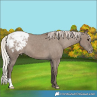Horse Color:Silver Grullo Appaloosa 