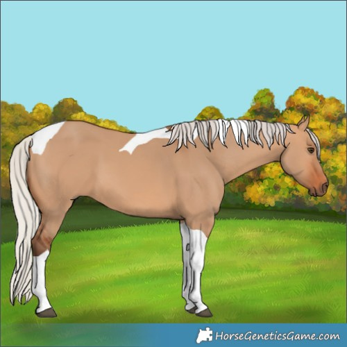 Horse Color:Silver Bay Dun Tobiano 