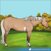 Horse Color:Silver Bay Dun Tobiano 