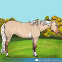 Horse Color:Silver Bay Dun Tobiano 