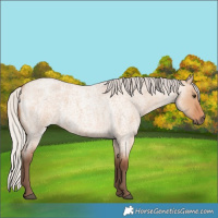 Horse Color:Silver Bay Roan Dun 
