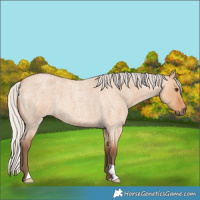 Horse Color:Silver Bay Roan Dun 