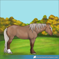 Horse Color:Silver Bay Dun 
