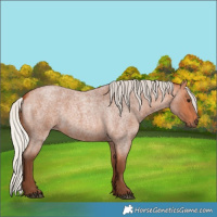 Horse Color:Silver Bay Roan
