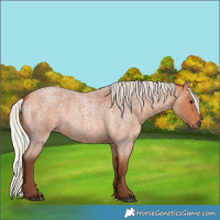 Horse Color:Silver Bay Roan 