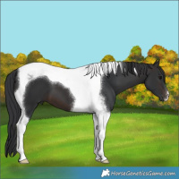 Horse Color:Brown Tobiano 