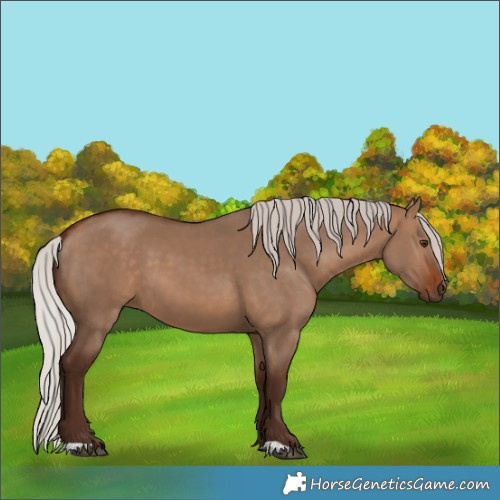 Horse Color:Silver Bay Dun 