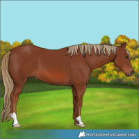 Horse Color:Chestnut 
