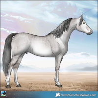Horse Color:Gray Platinum White Spotted Liver Red Dun Rabicano Brindle