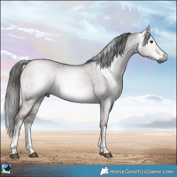 Horse Color:Gray Platinum White Spotted Liver Red Dun Rabicano Brindle
