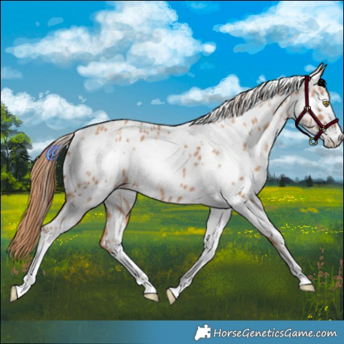Horse Color:White Spotted Gold Champagne Near Leopard 