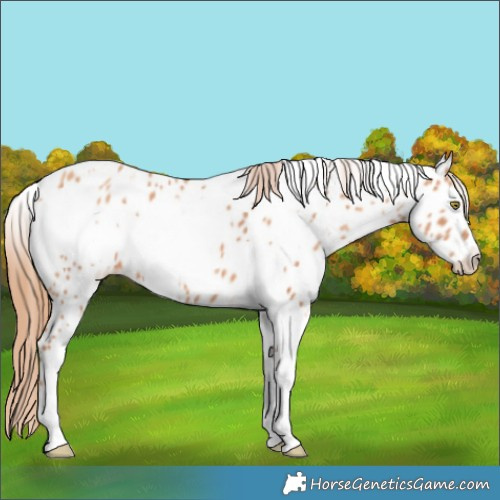 Horse Color:White Spotted Gold Champagne Appaloosa 