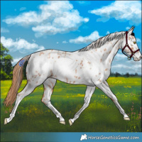Horse Color:White Spotted Gold Champagne Near Leopard