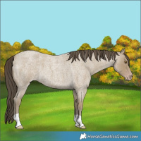 Horse Color:Classic Cream Champagne Roan