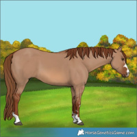 Horse Color:Red Dun 