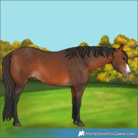 Horse Color:Bay Splash Frame