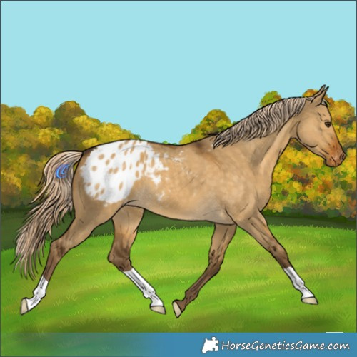 Horse Color:Chocolate Palomino Dun Varnish 