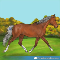 Horse Color:Silver Bay 