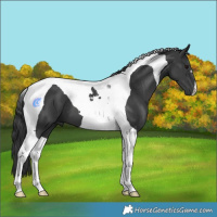 Horse Color:Black Tobiano