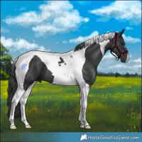 Horse Color:Black Tobiano 