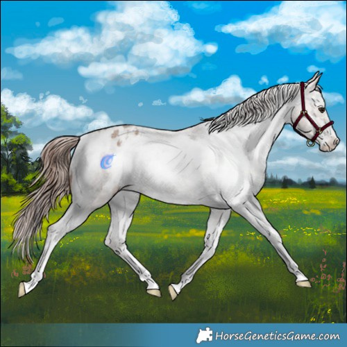Horse Color:White Spotted Classic Champagne Sabino Appaloosa Rabicano 