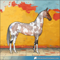 Horse Color:White Spotted Brown Roan 