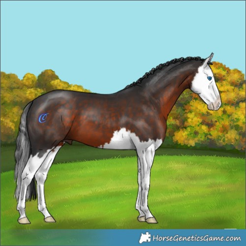 Horse Color:Brown Splash